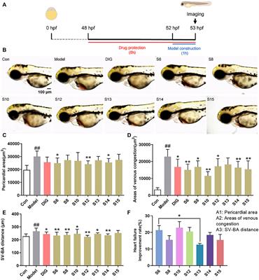 Identification of key pharmacodynamic markers of American ginseng against heart failure based on metabolomics and zebrafish model